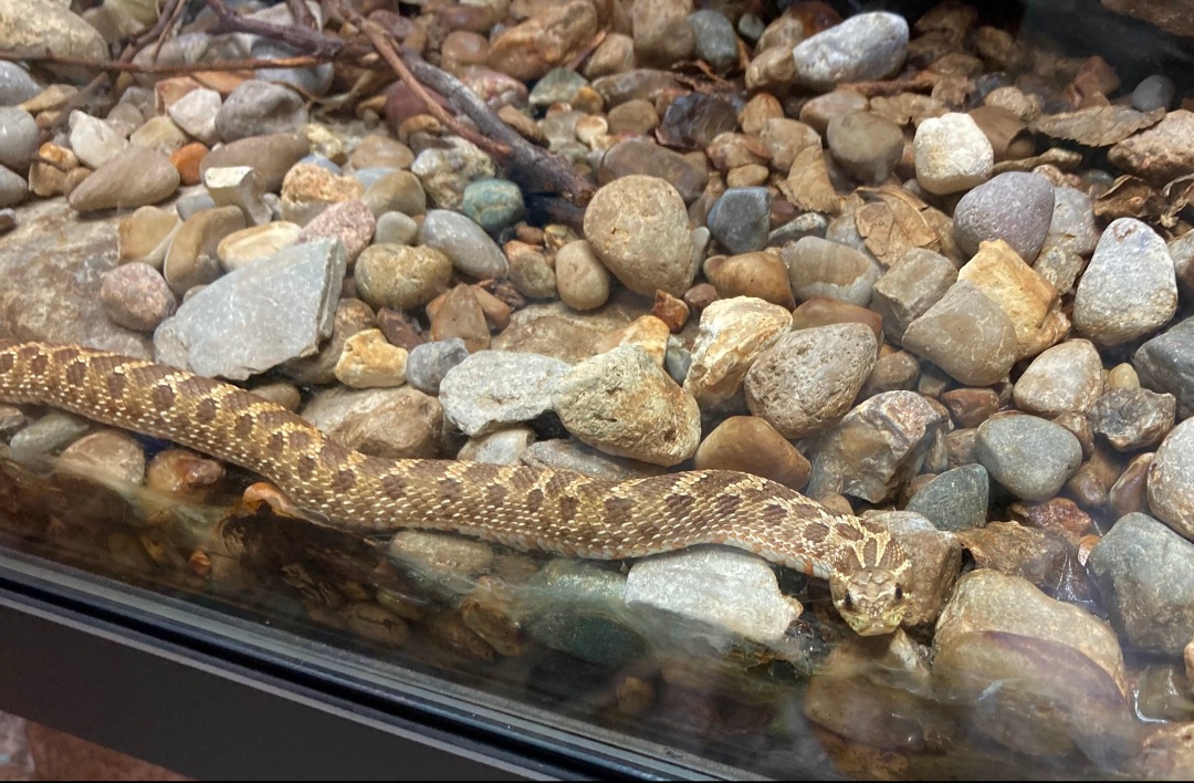 Western Hognose Snake (8/10/23)