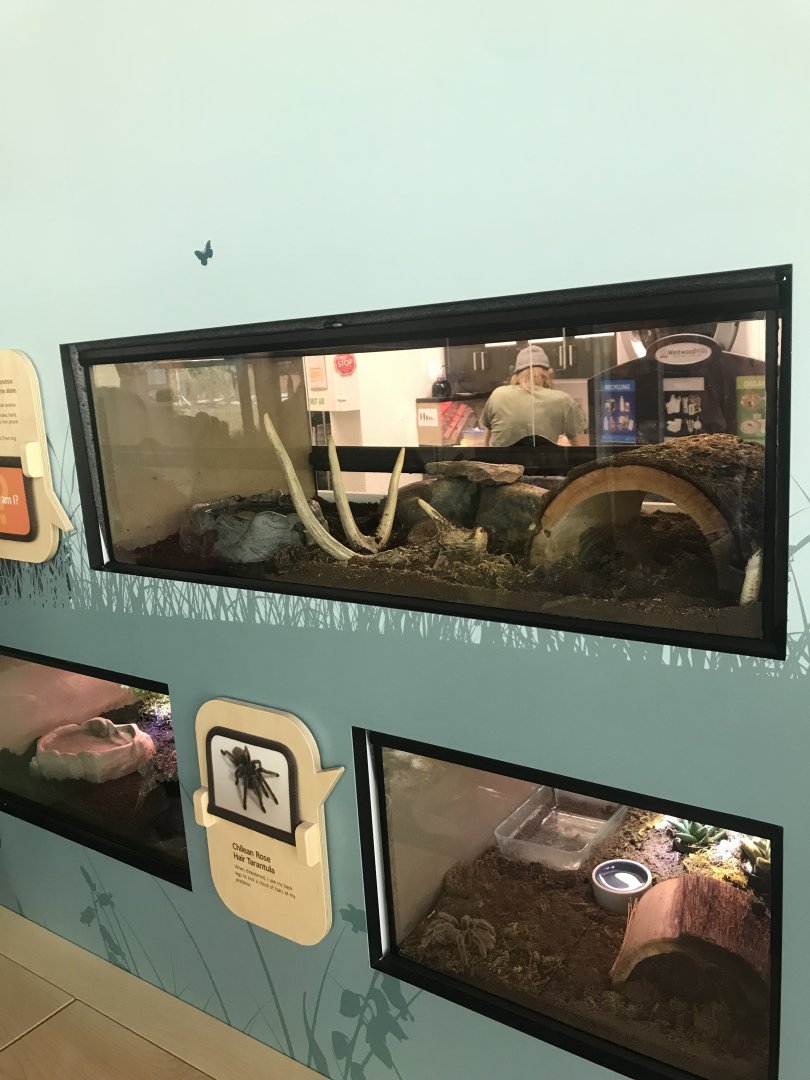 Western Hognose Snake + Eastern Tiger Salamander + Chilean Rose-Haired Tarantula Exhibits