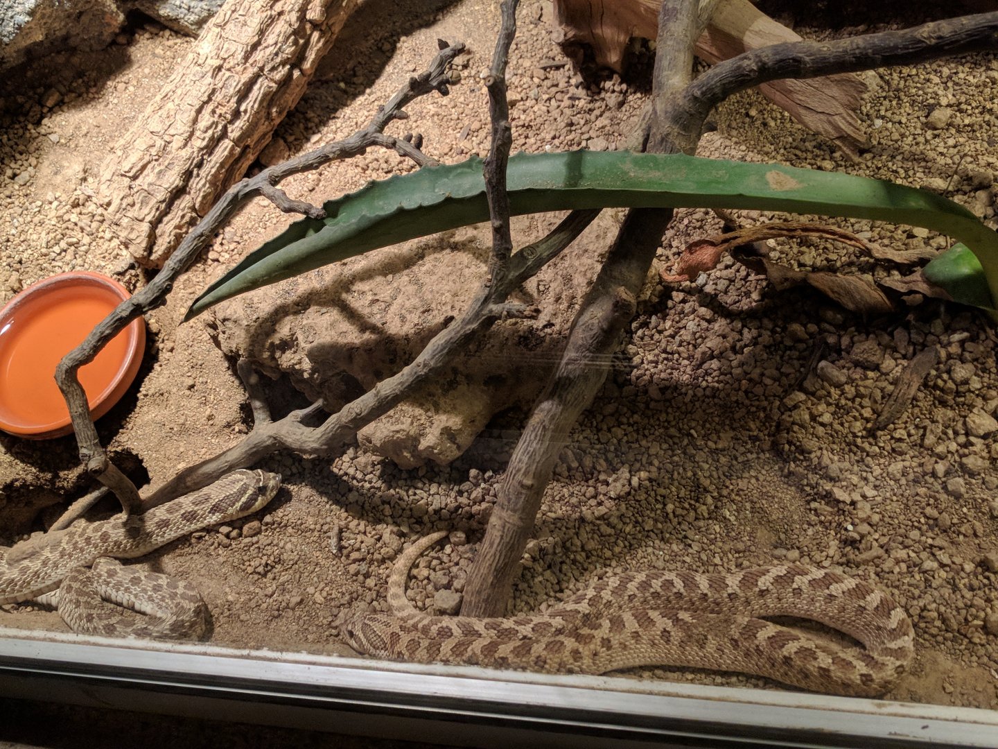 Western Hognose Snake Enclosure