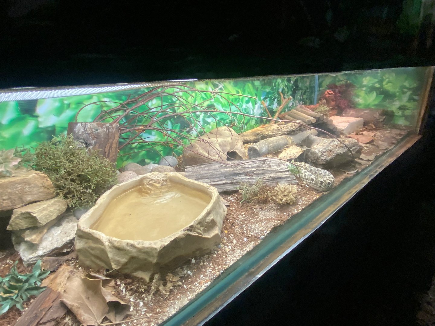 Western hognose snake exhibit 140923