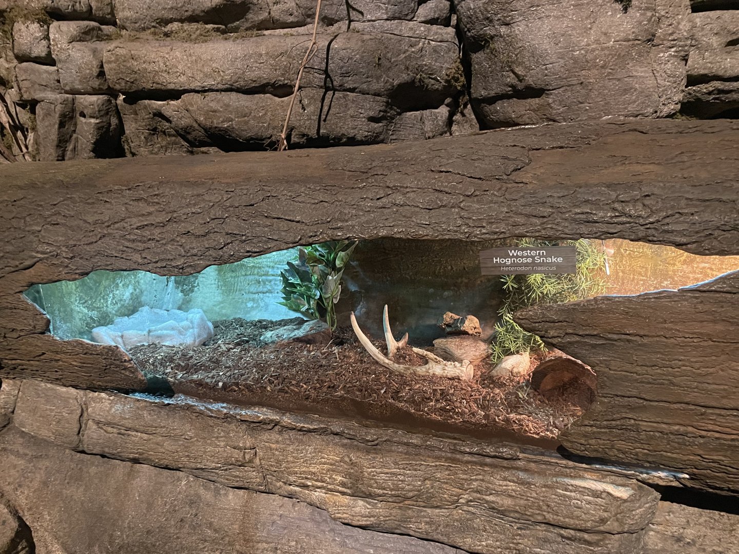 Western Hognose Snake Exhibit