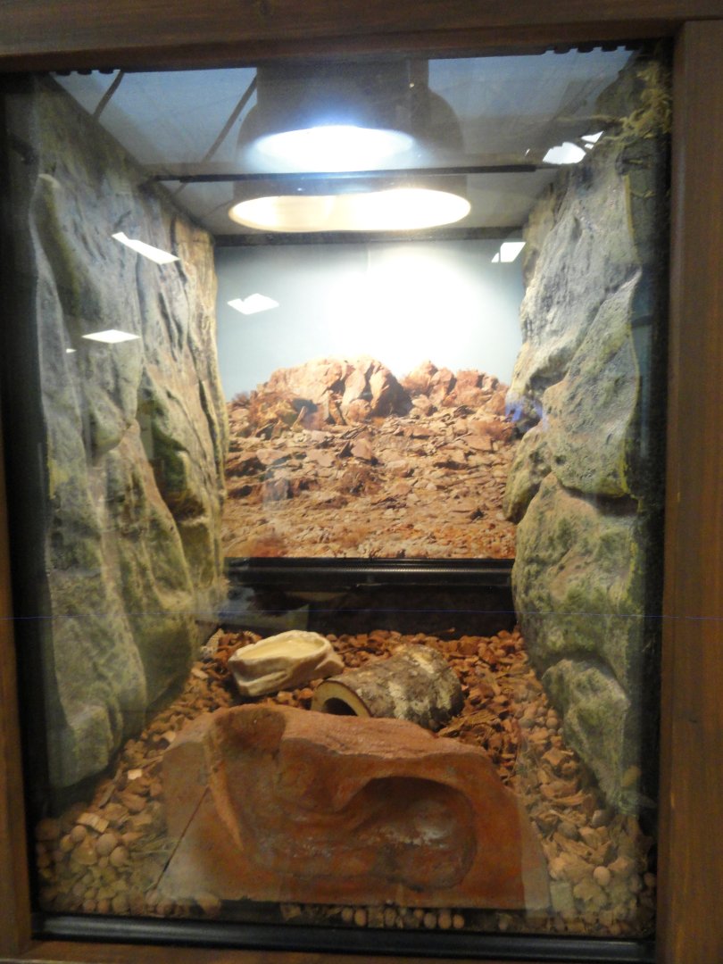Western Hognose Snake Exhibit