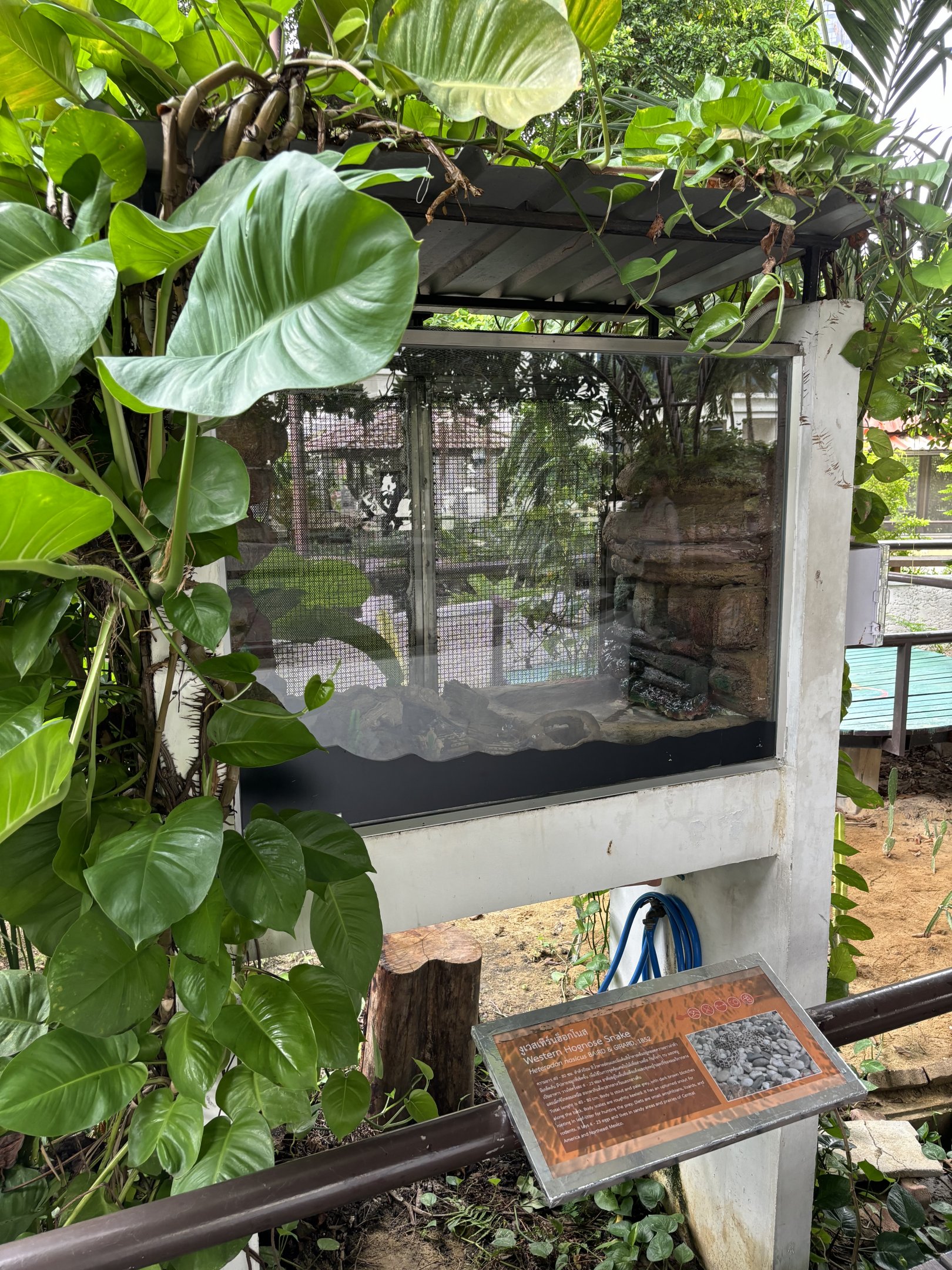 Western Hognose Snake Exhibit