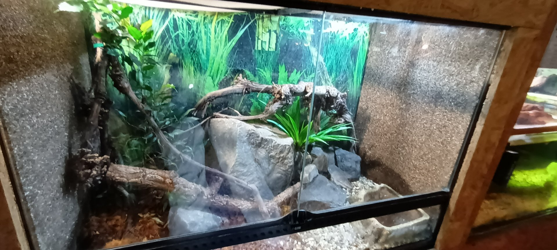 Western hognose Snake Habitat