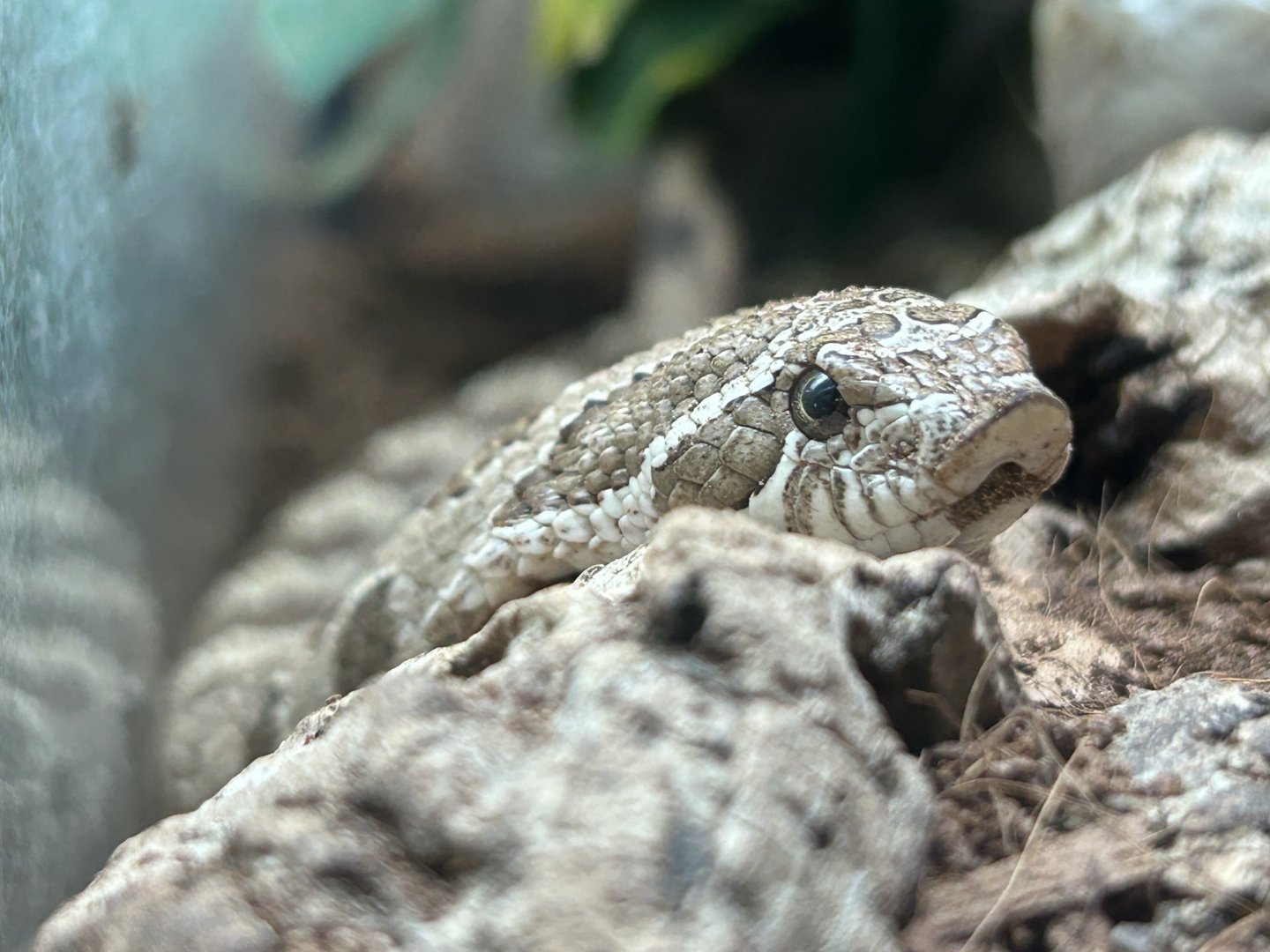 Western hognose snake (Heterodon nasicus) – Arcata Pet Supply, California