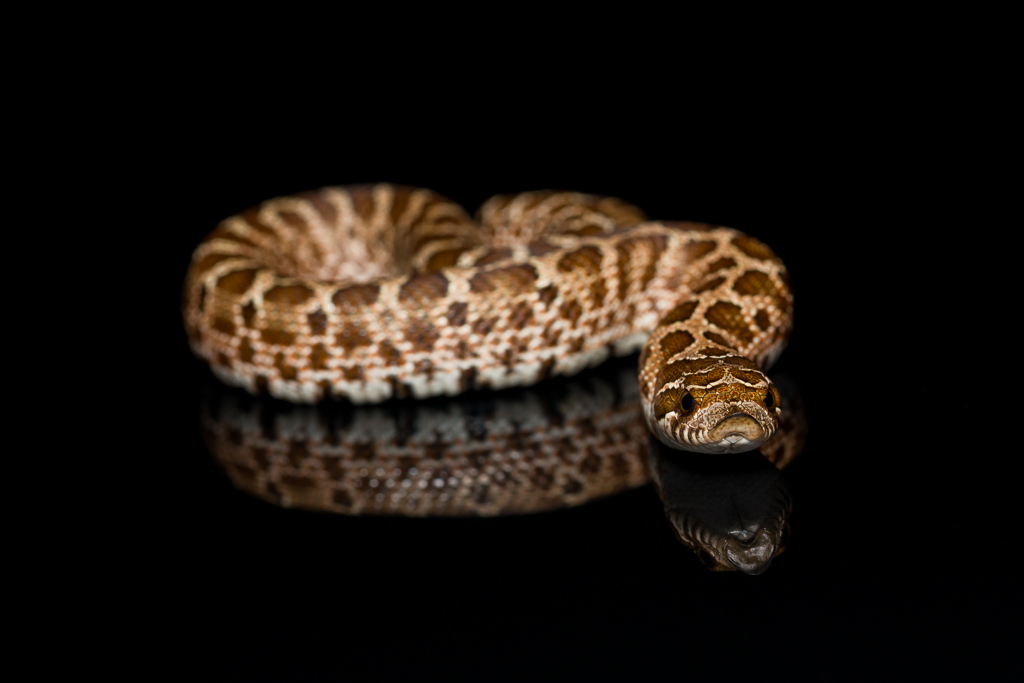 Western hognose snake - Heterodon nasicus