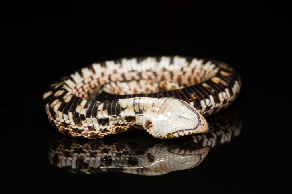 Western hognose snake - Heterodon nasicus