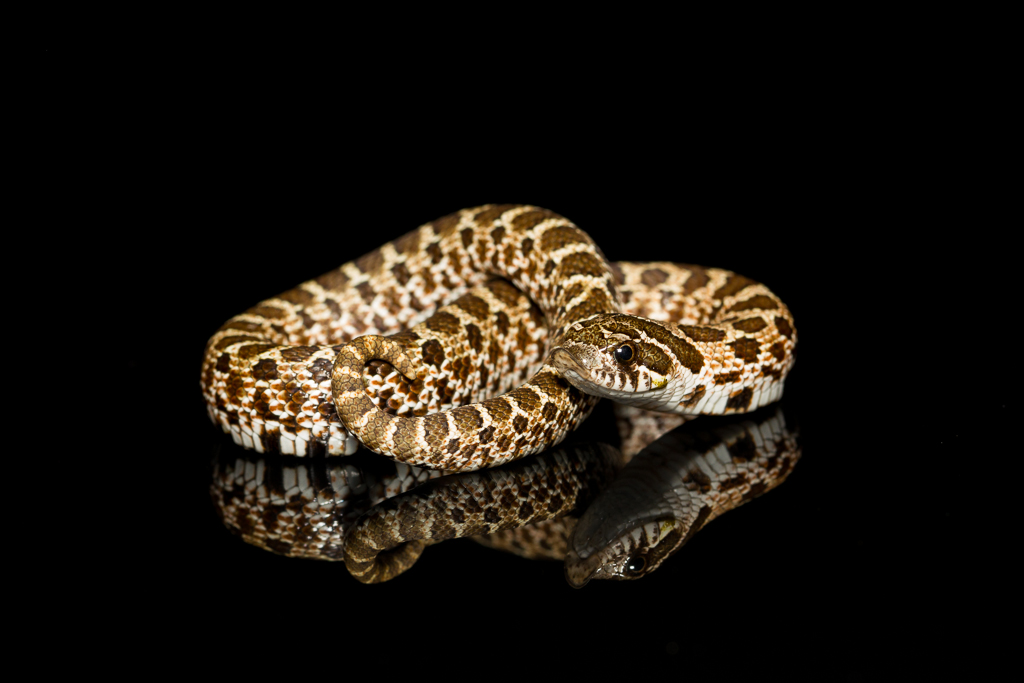 Western hognose snake - Heterodon nasicus