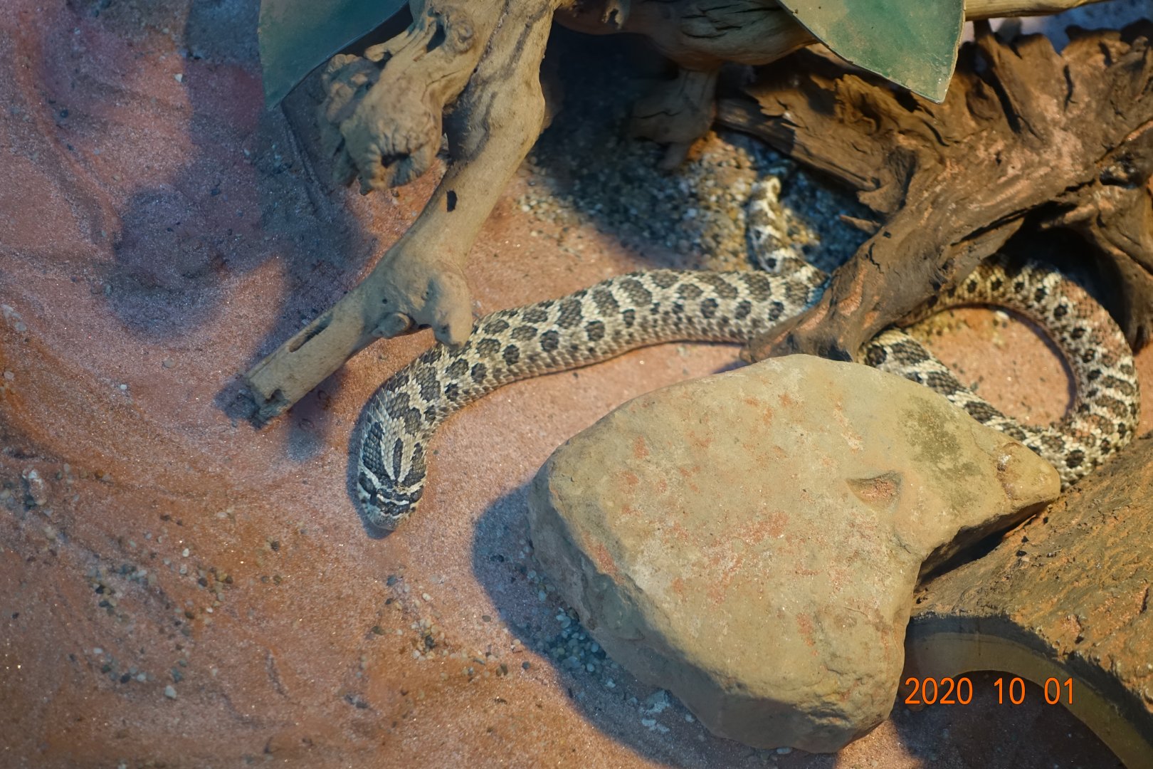 Western Hognose Snake (Heterodon nasicus)