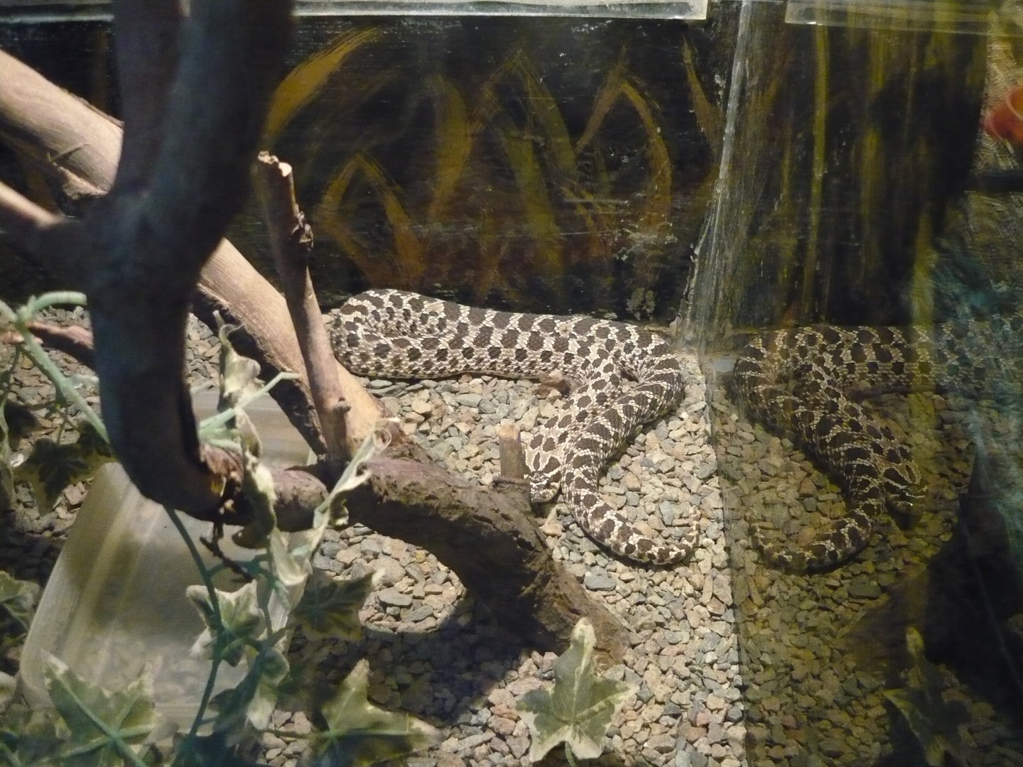 Western hognose snake (Heterodon nasicus)