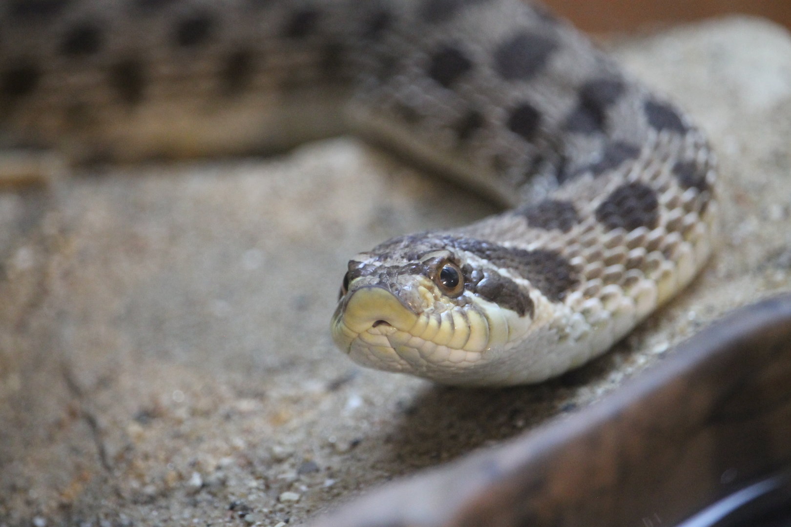 Western Hognose Snake (Heterodon nasicus)