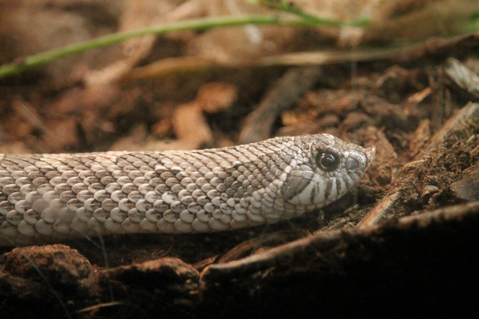 Western Hognose Snake (Heterodon nasicus)