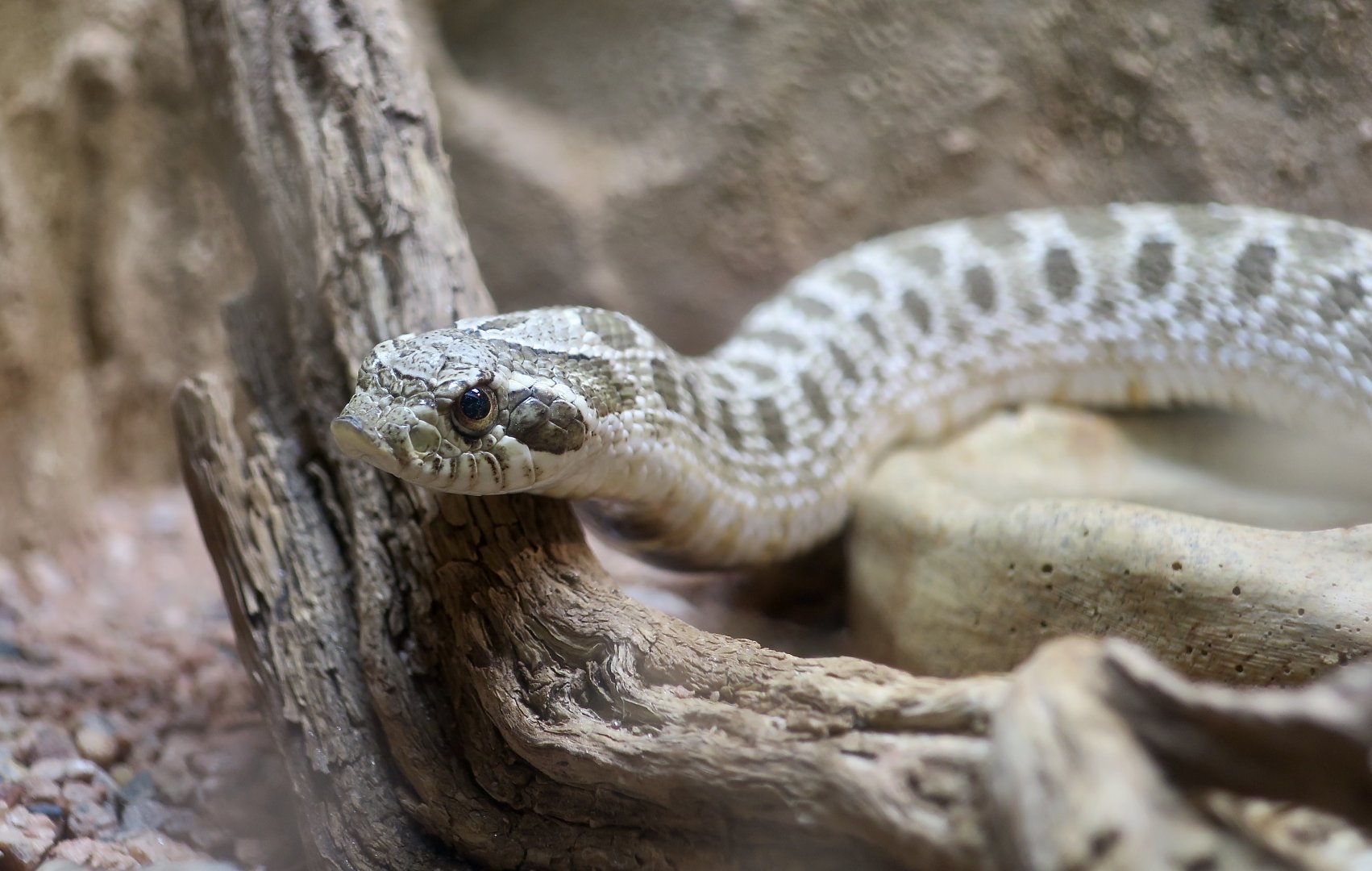 Western Hognose Snake (Heterodon nasicus)