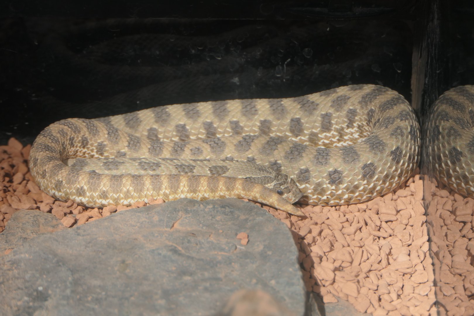 Western Hognose Snake (Heterodon nasicus)