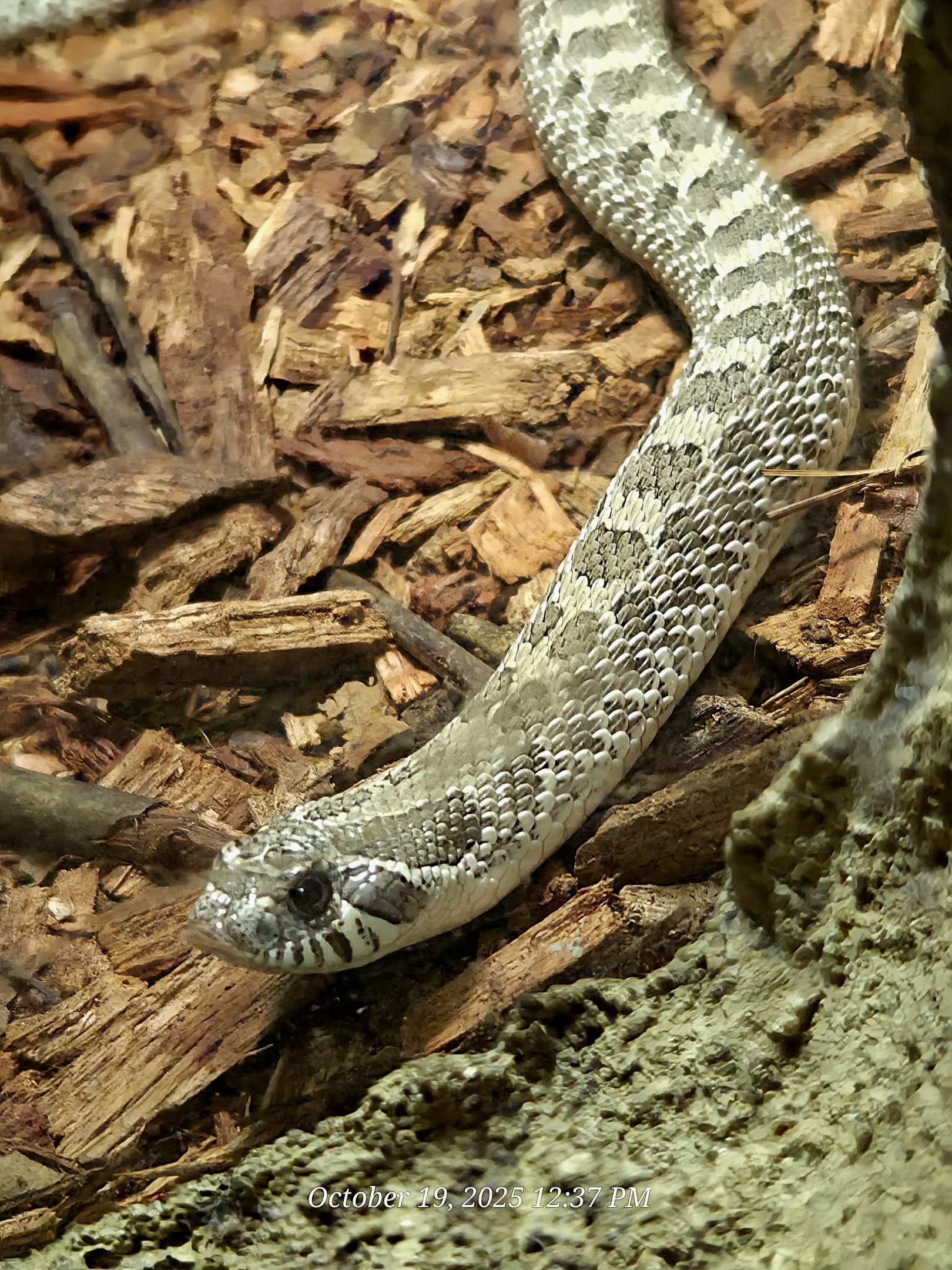 Western Hognose Snake - Rainforest Adventures