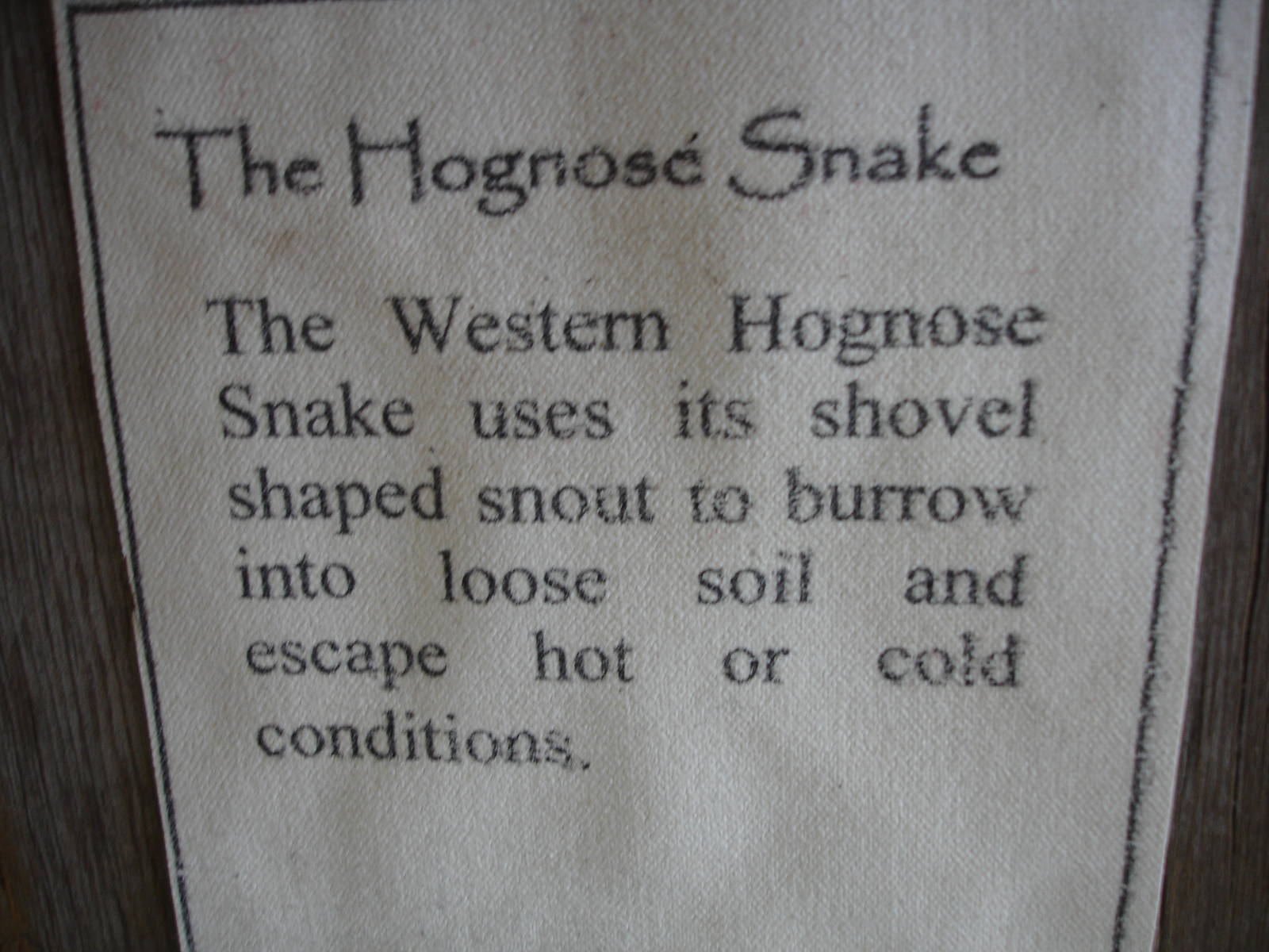 Western Hognose Snake sign