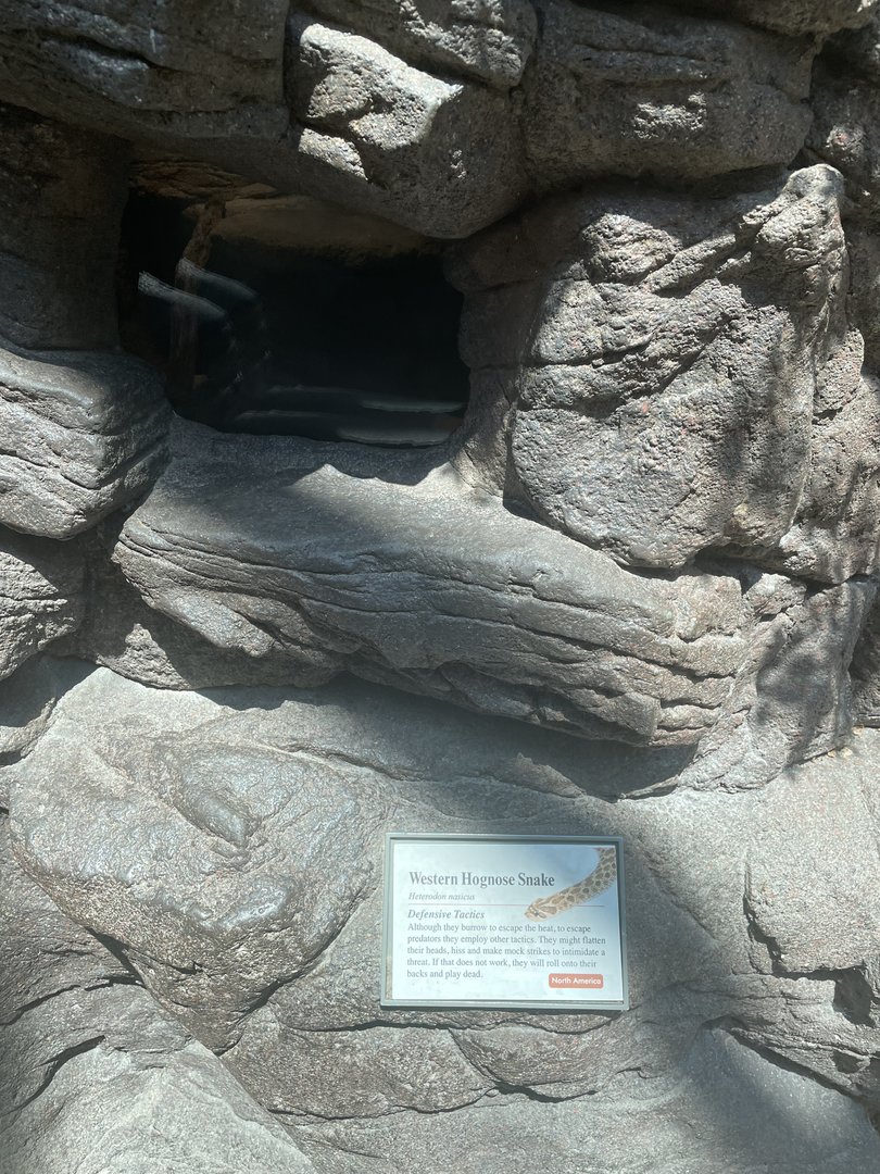 Western Hognose Snake Terrarium