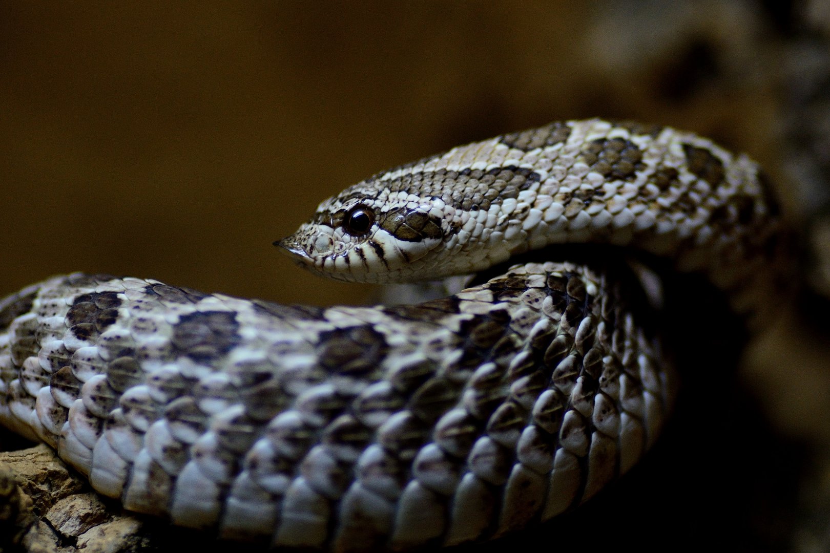 Western Hognose Snake - Wingham Wildlife 29/09/2018