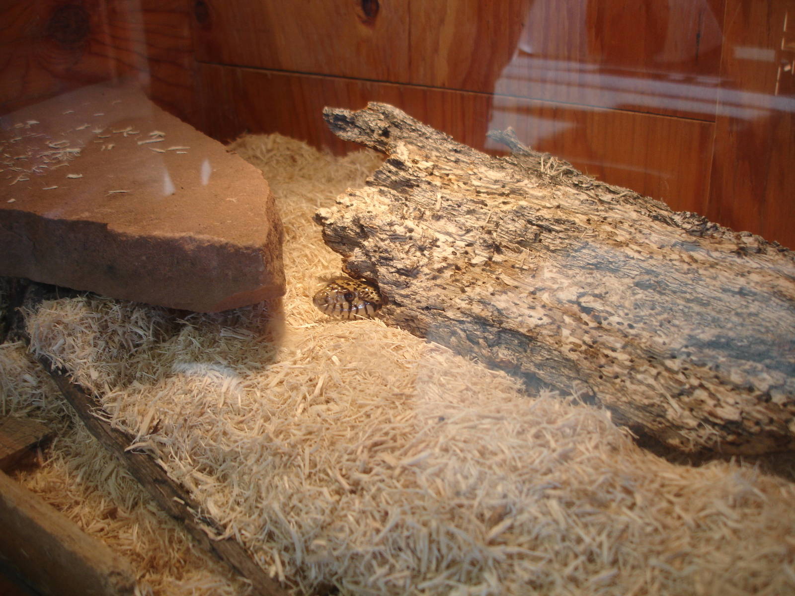 Western Hognose Snake