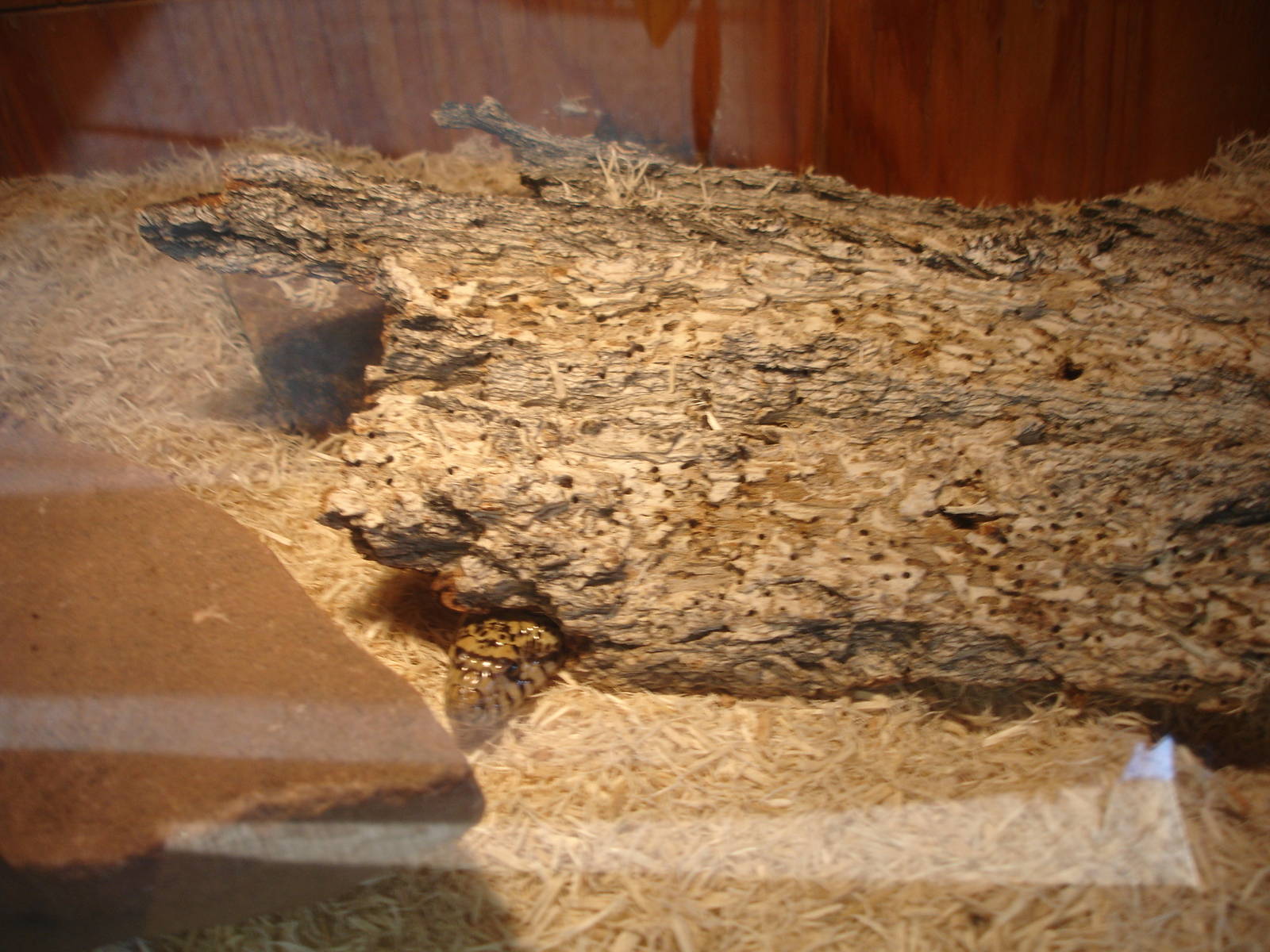 Western Hognose Snake