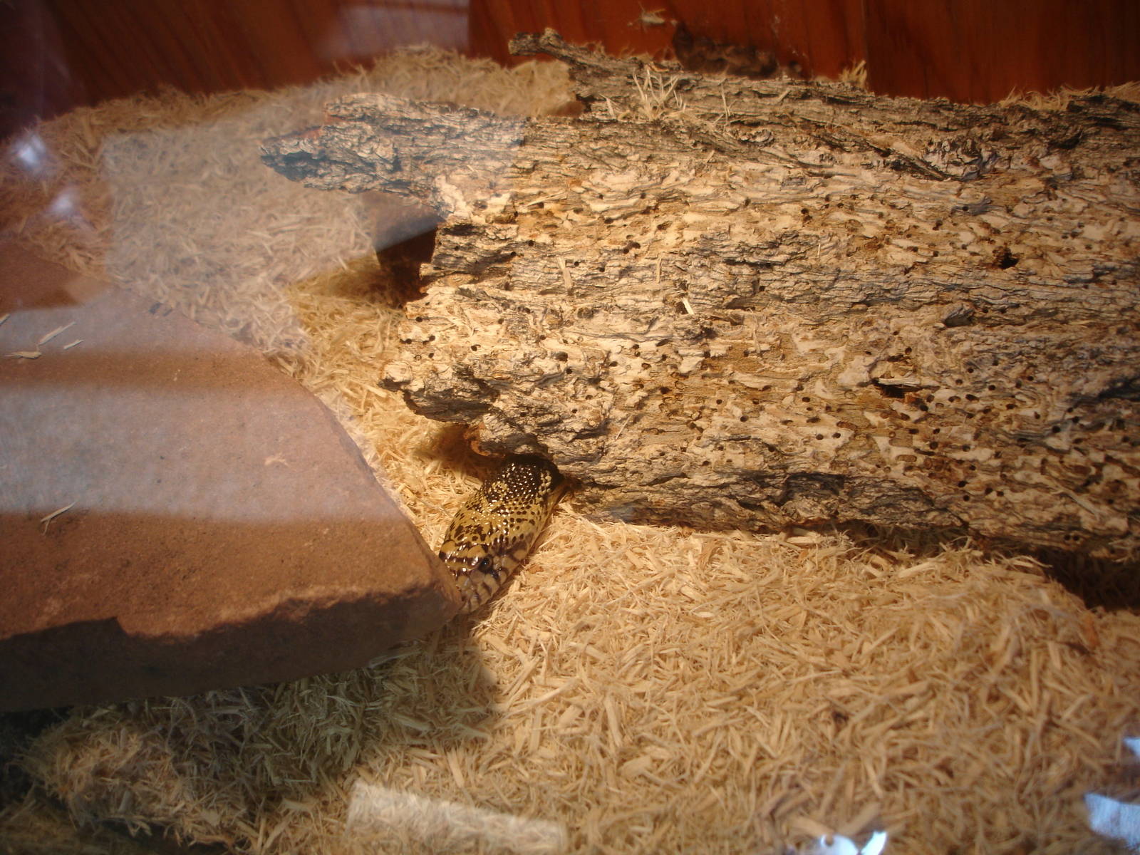 Western Hognose Snake