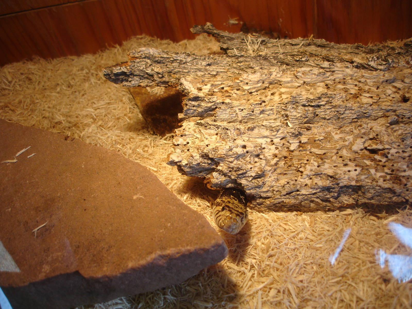 Western Hognose Snake