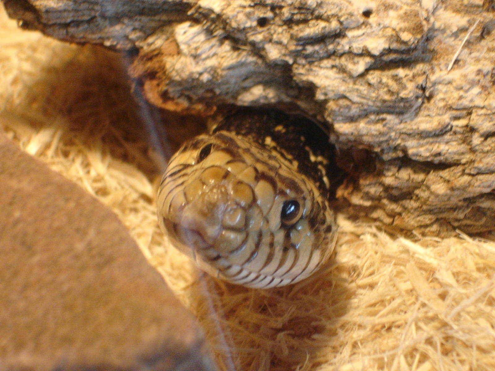 Western Hognose Snake