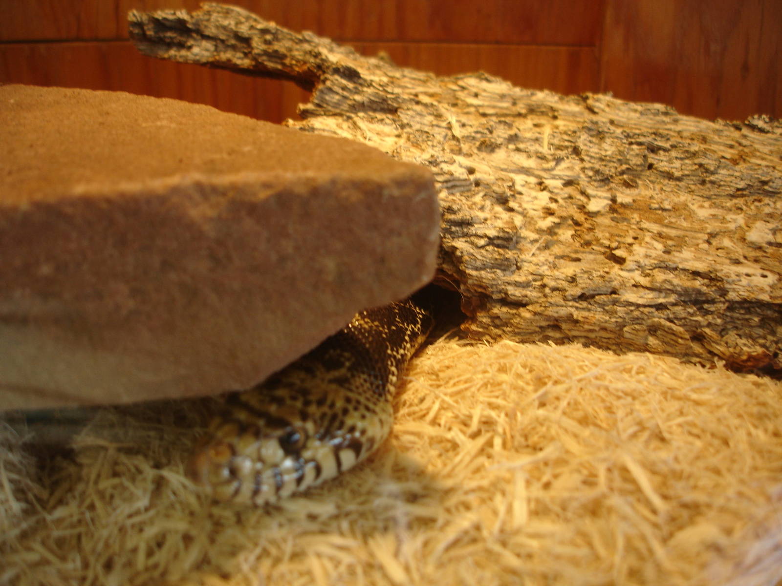 Western Hognose Snake
