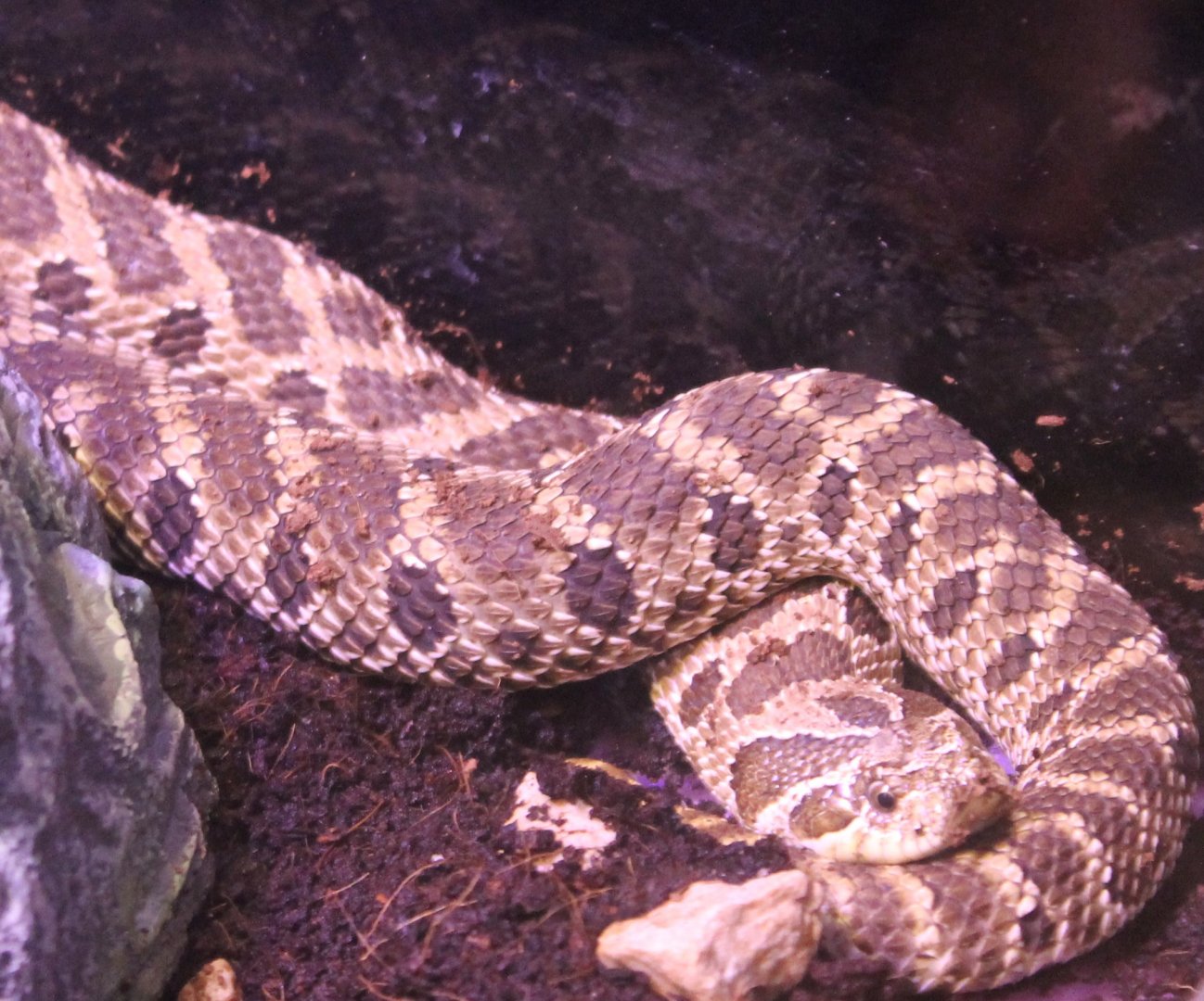 Western hognose snake