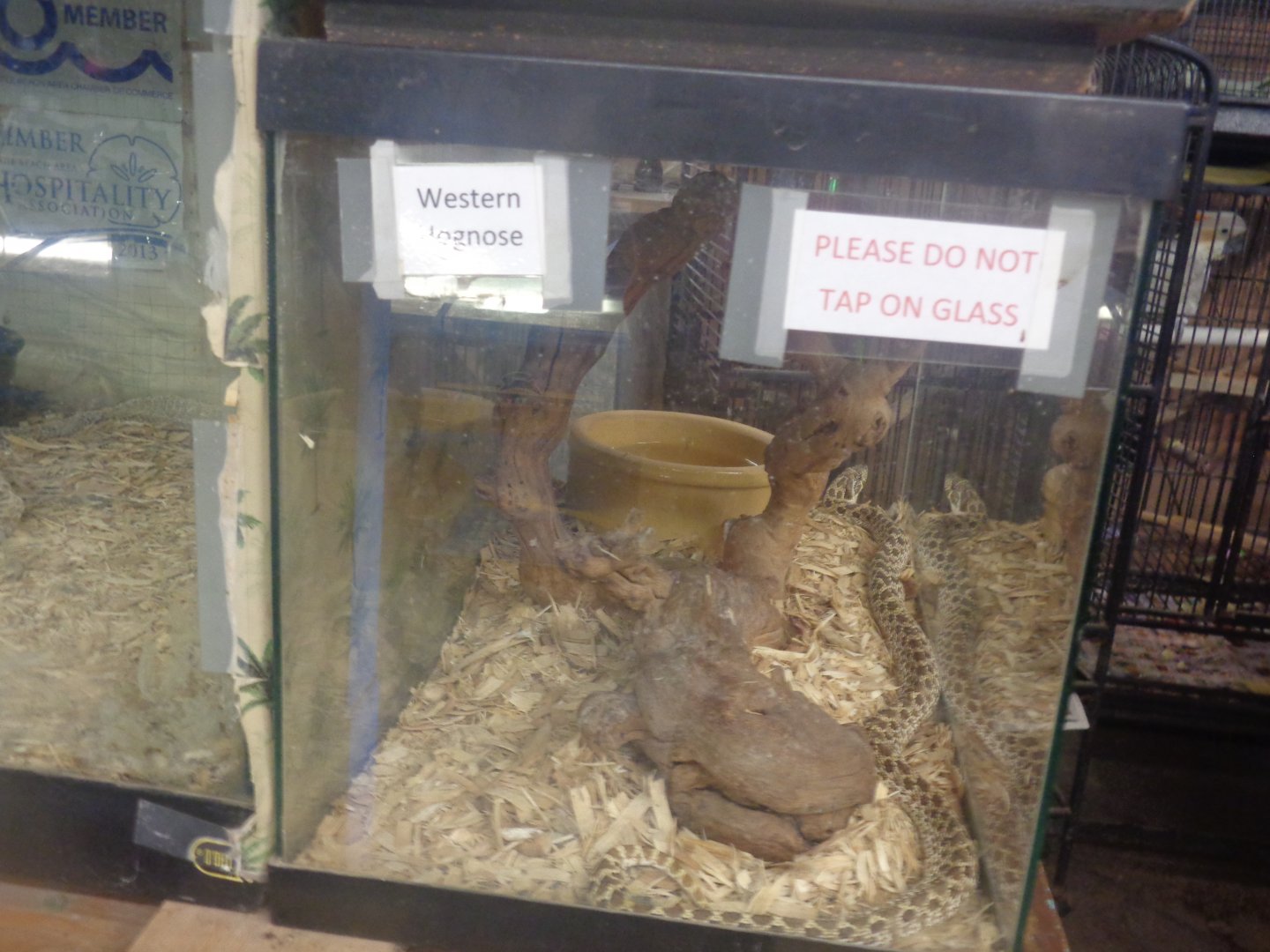 Western hognose snake