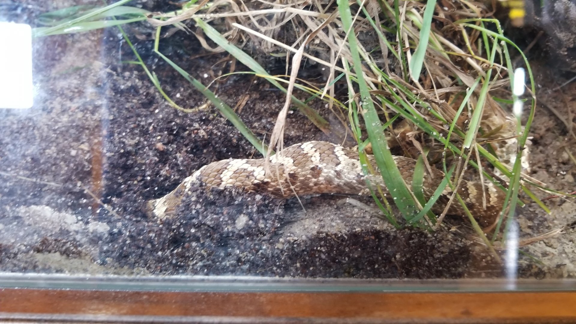 Western Hognose Snake