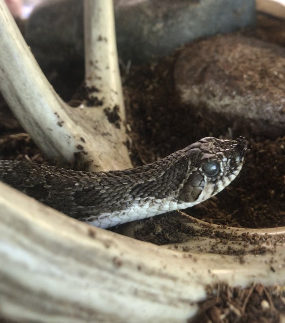 Western Hognose Snake