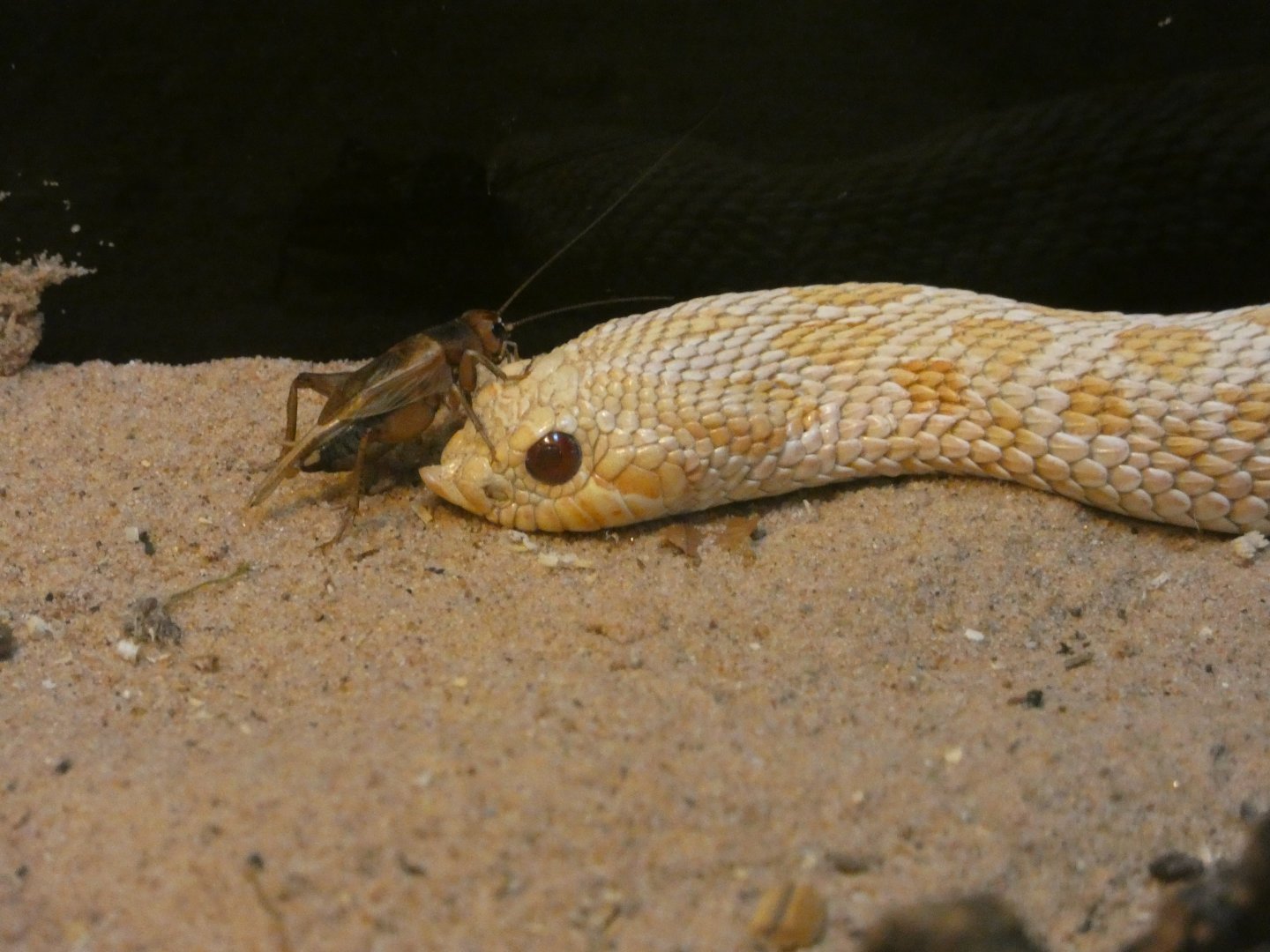 Western hognose snake