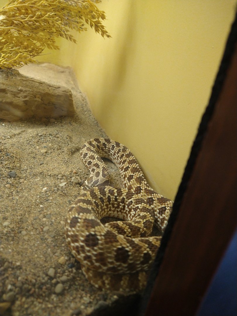 Western hognose snake?