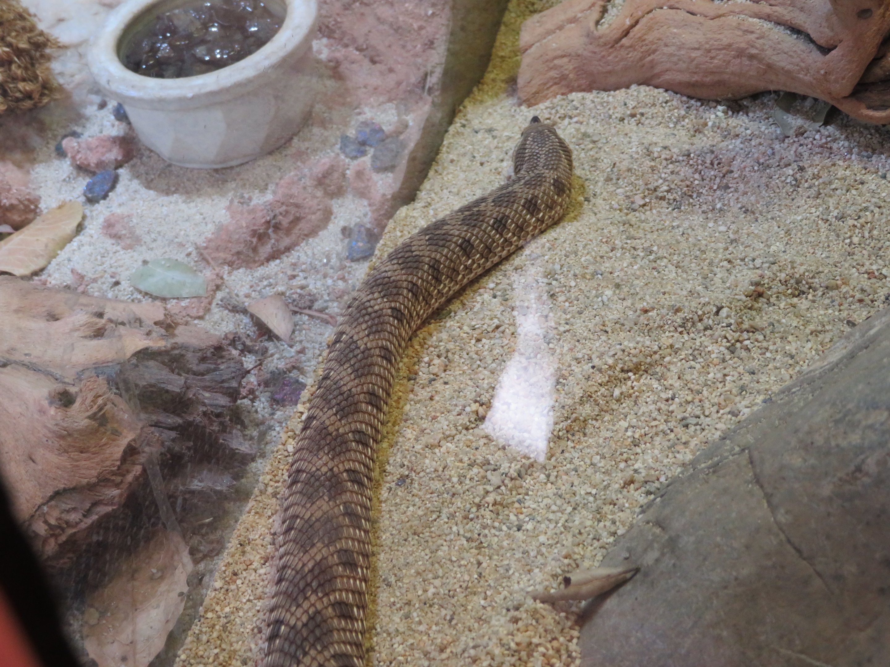 Western Hognose Snake