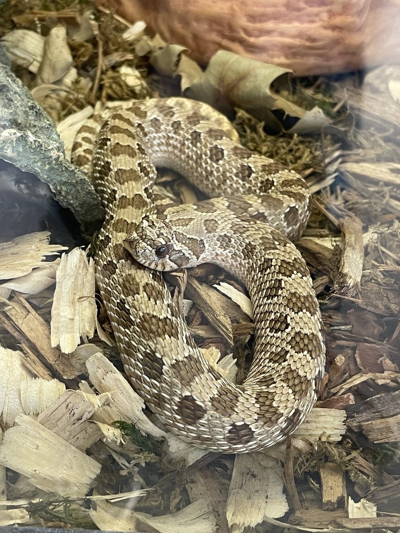 Western Hognose Snake