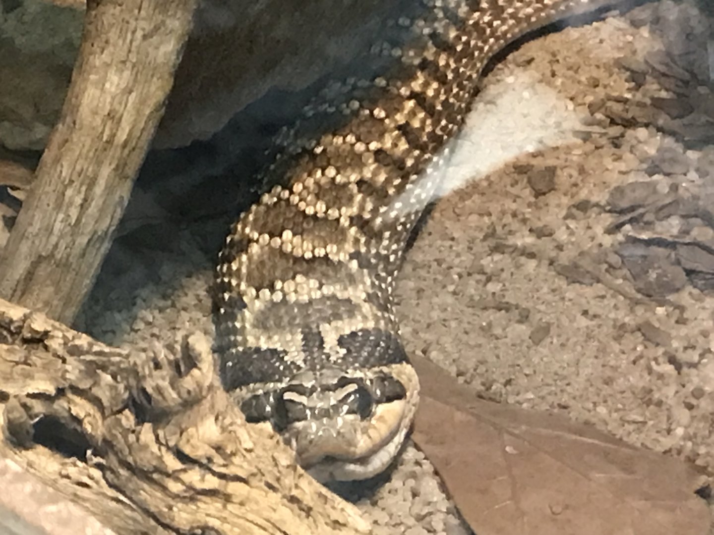 Western Hognose Snake