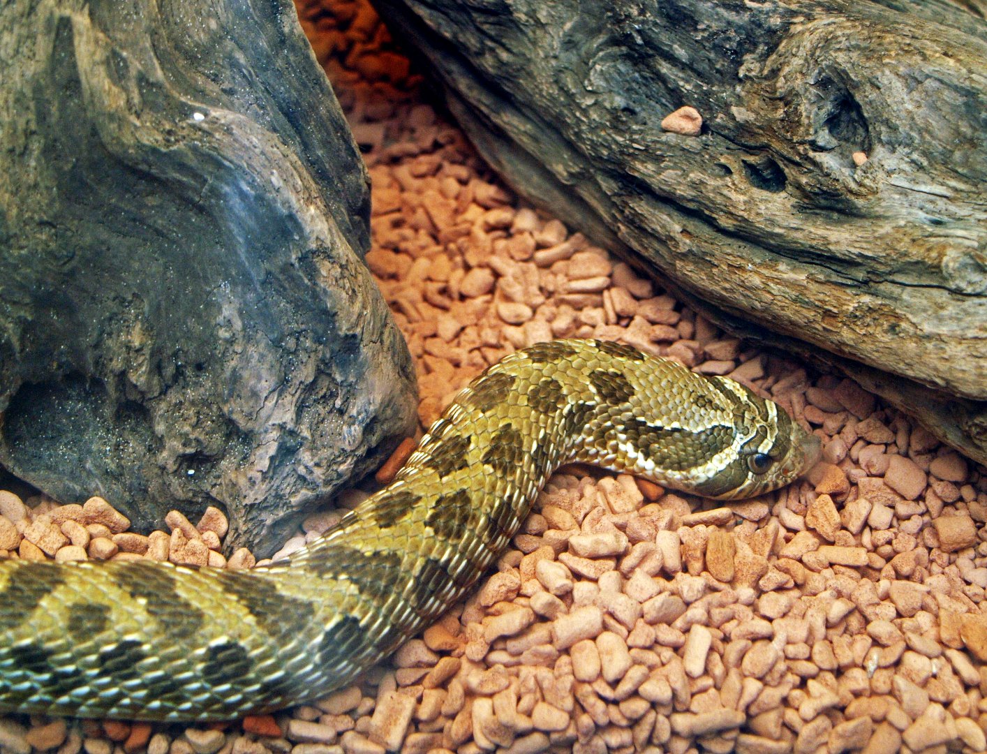 Western hognose snake