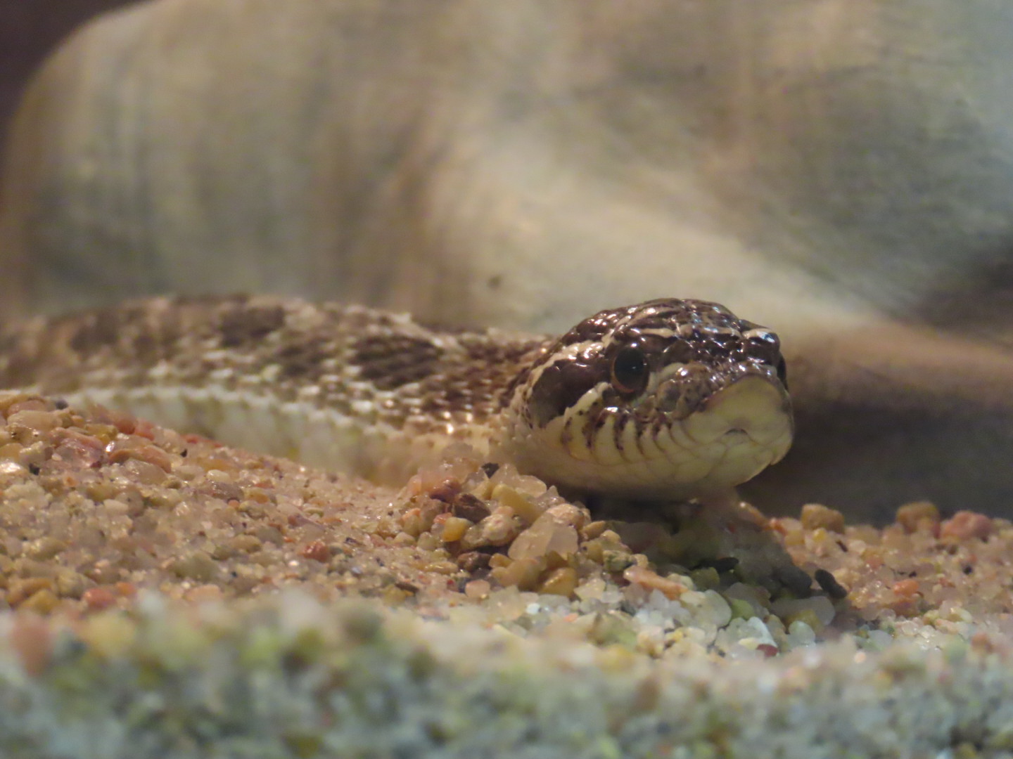 Western Hognose Snake