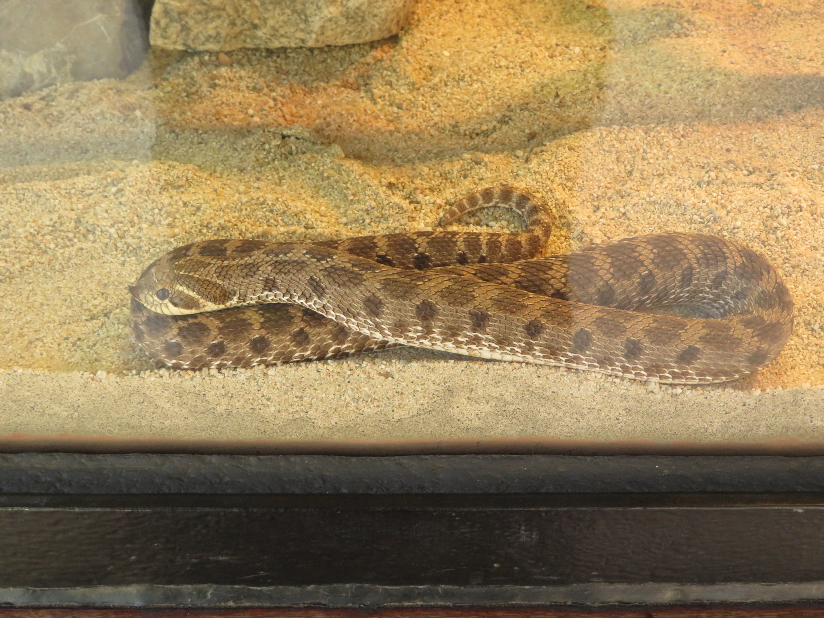 Western Hognose Snake