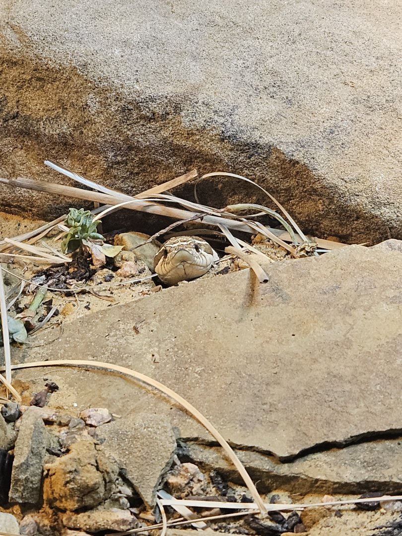 Western Hognose Snake