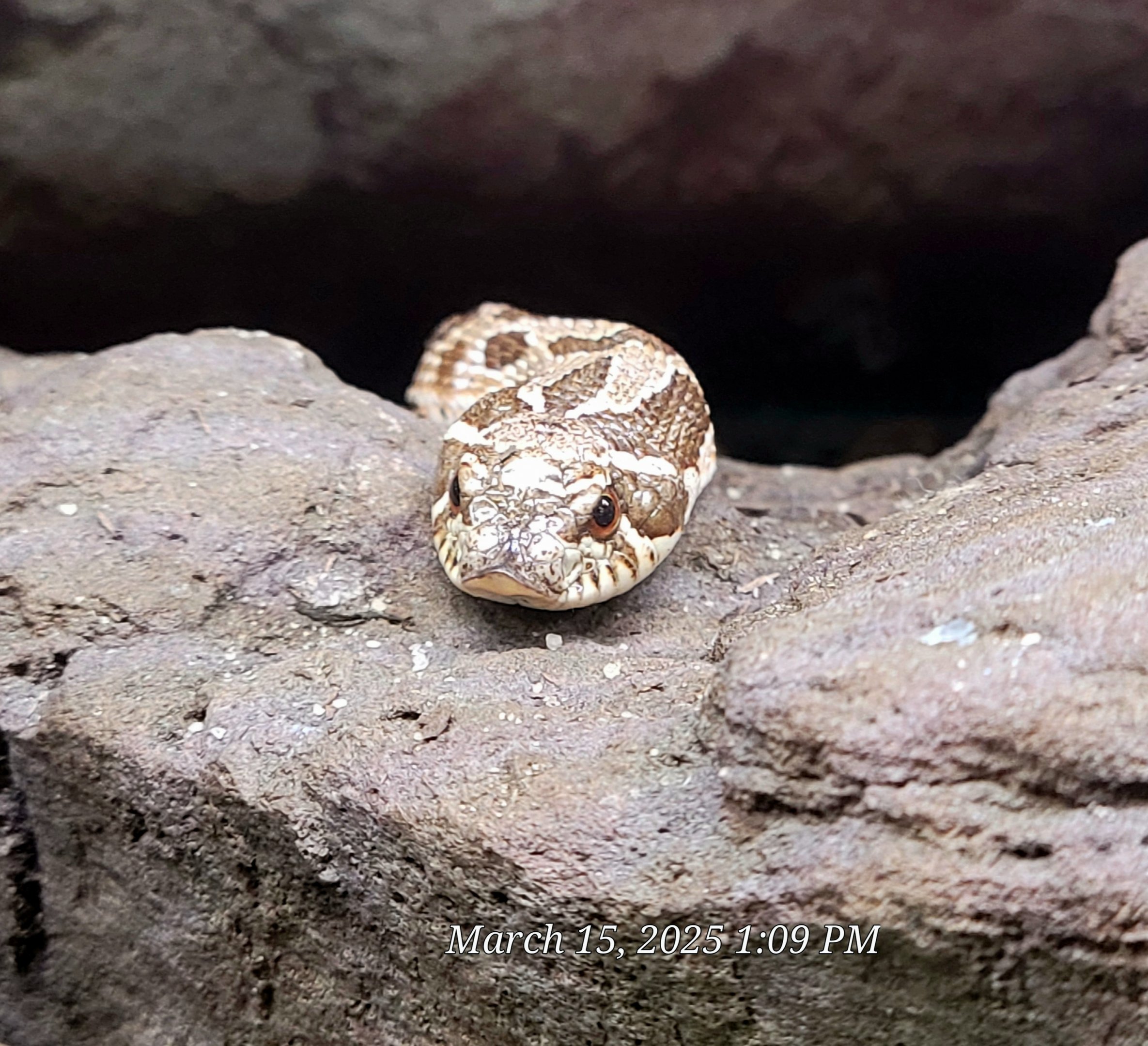 Western Hognose Snake