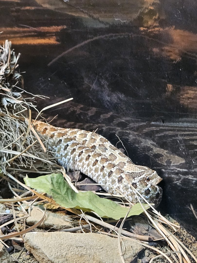 Western hognose snake