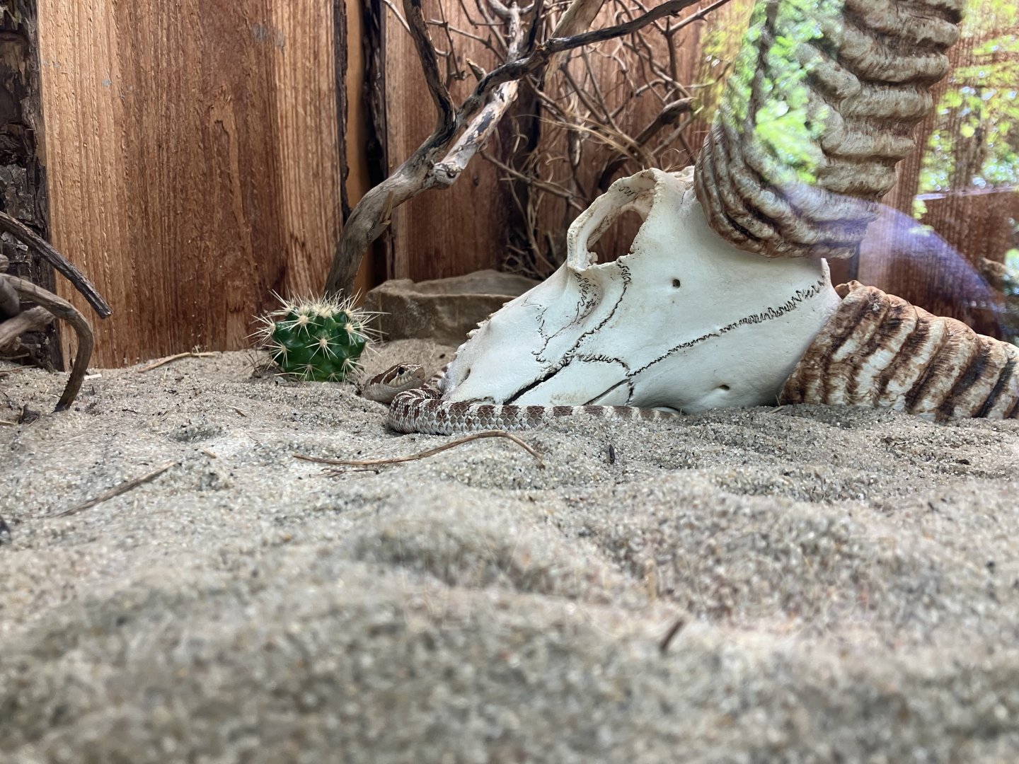 Western hognose snake