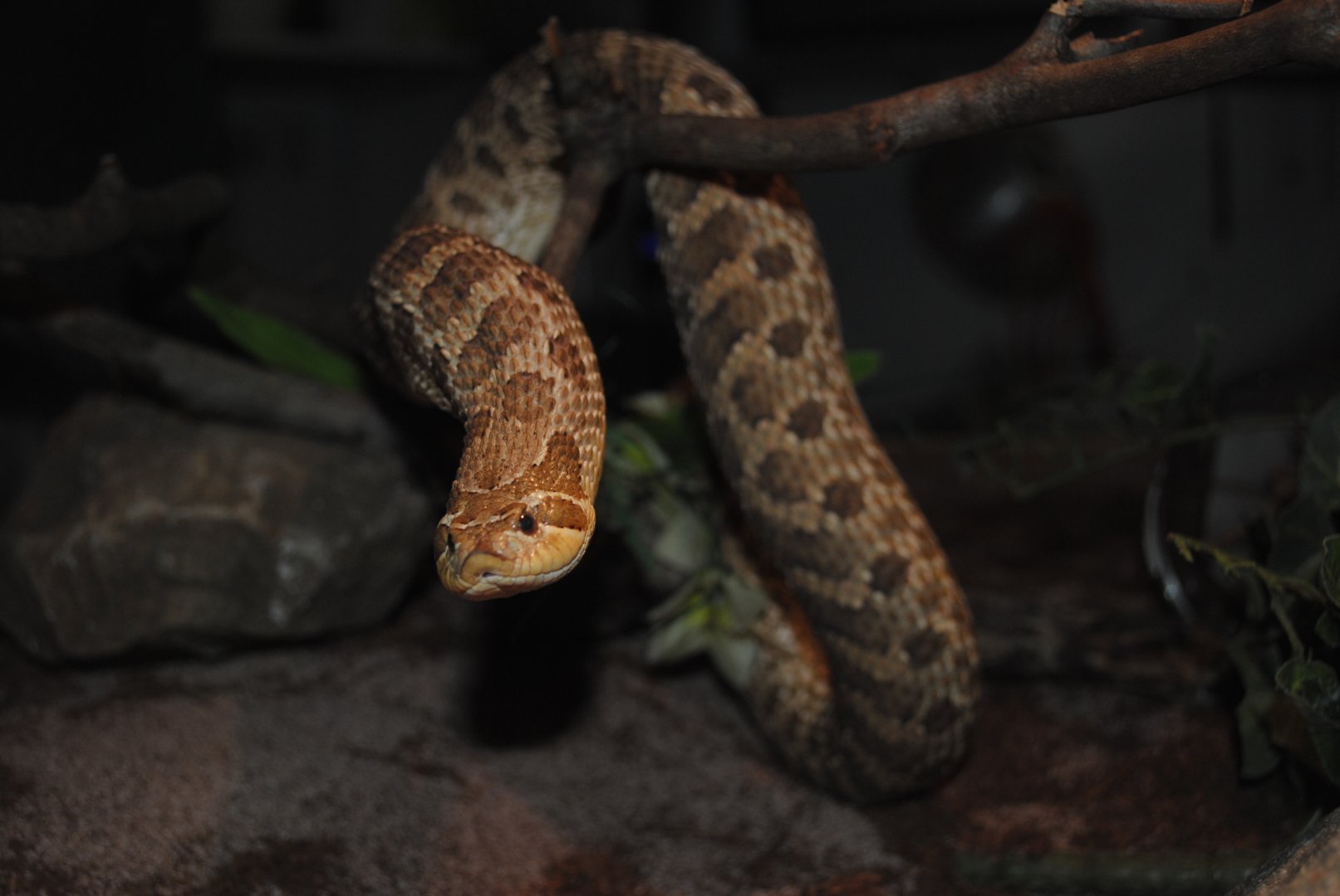 Western Hognosed Snake