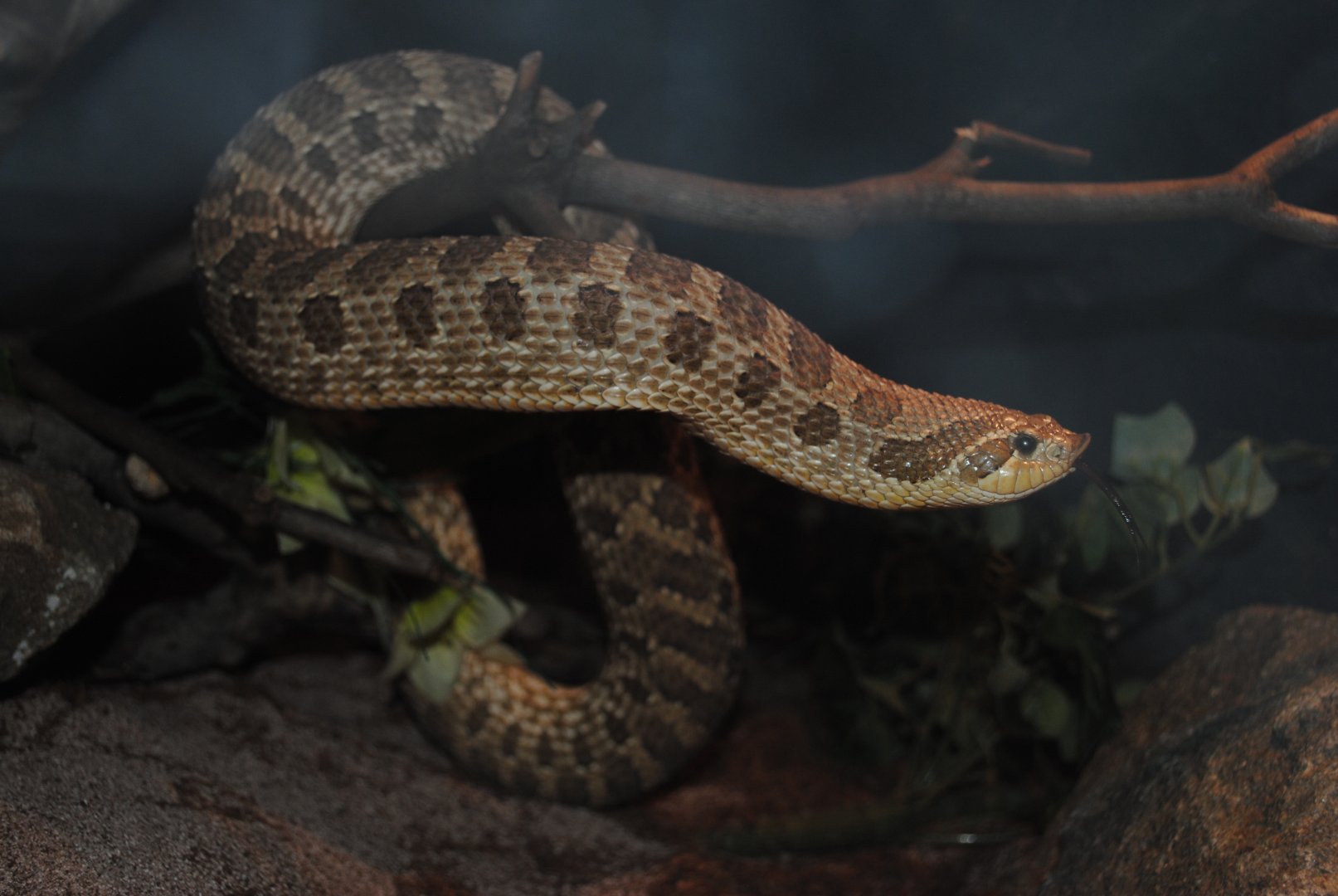 Western Hognosed Snake