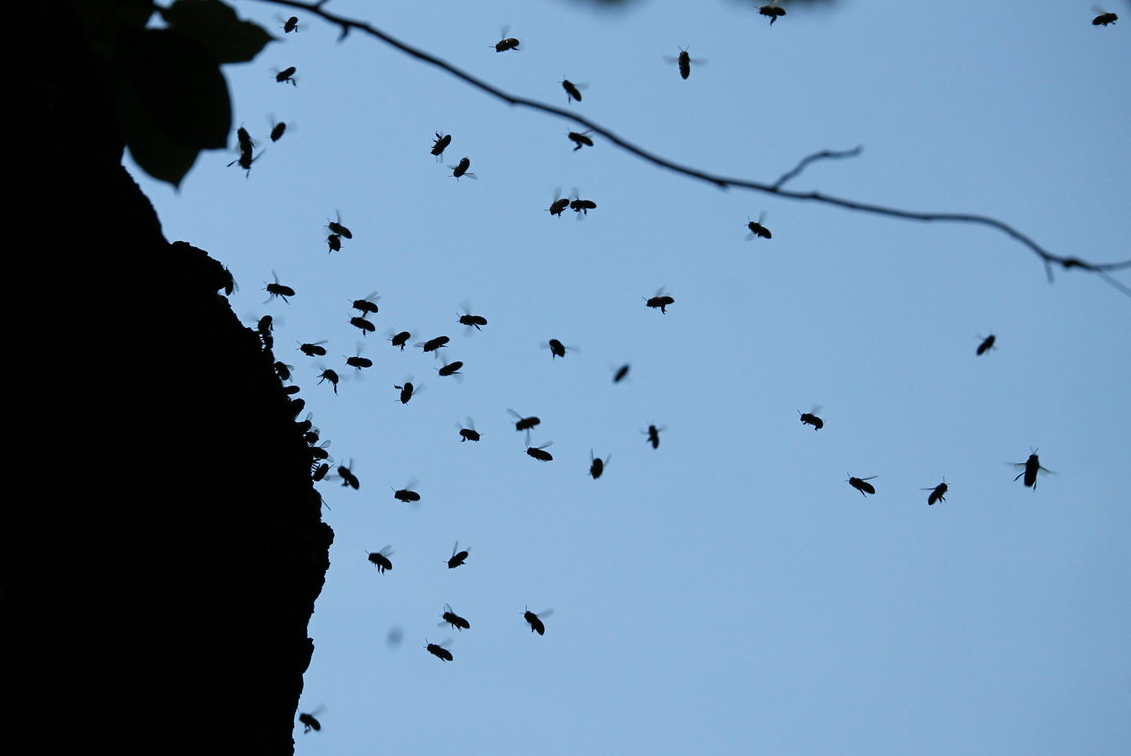 Western honey bee hive (Apis mellifera)