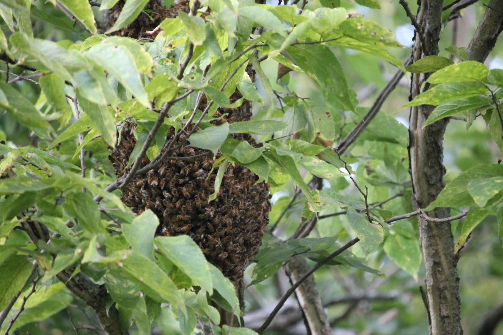 Western Honey Bee Swarm