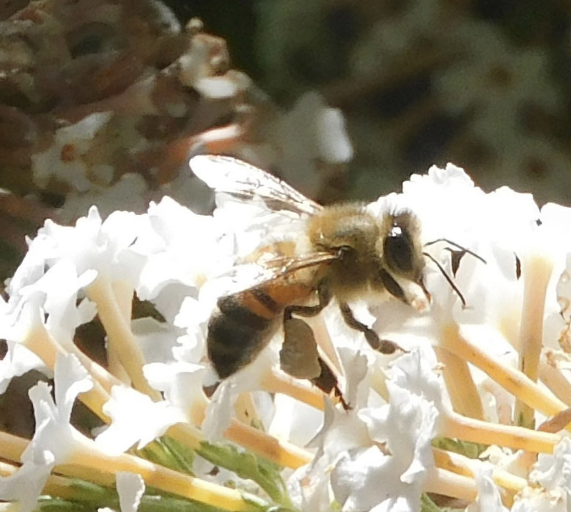 Western honey bee