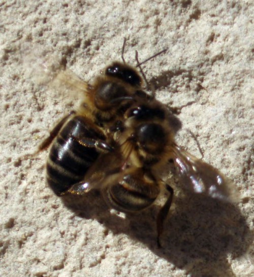 Western Honey Bees (Apis mellifera)